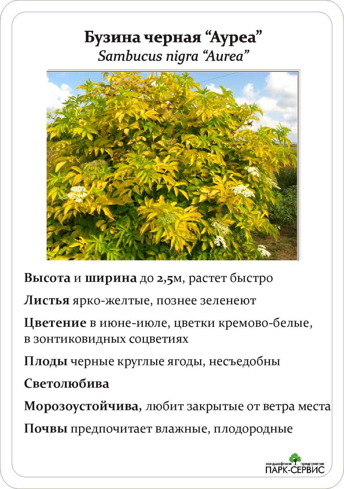 Лиственные бузина (sаmbucus) - описание сорта, саженцы, фото и характерные особенности. лиственные энциклопедия