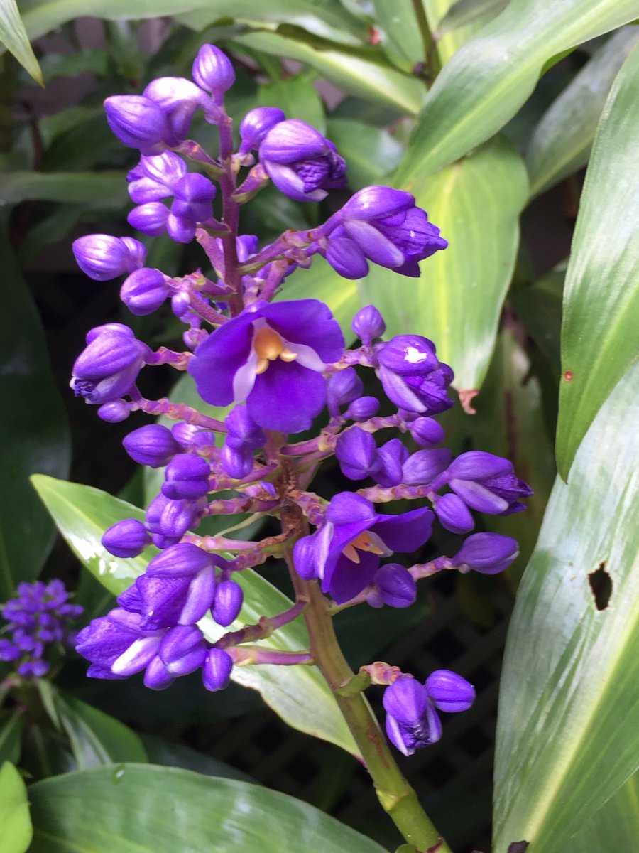 Дихоризандра: фото цветка, рекомендации по уходу в домашних условиях selo.guru — интернет портал о сельском хозяйстве