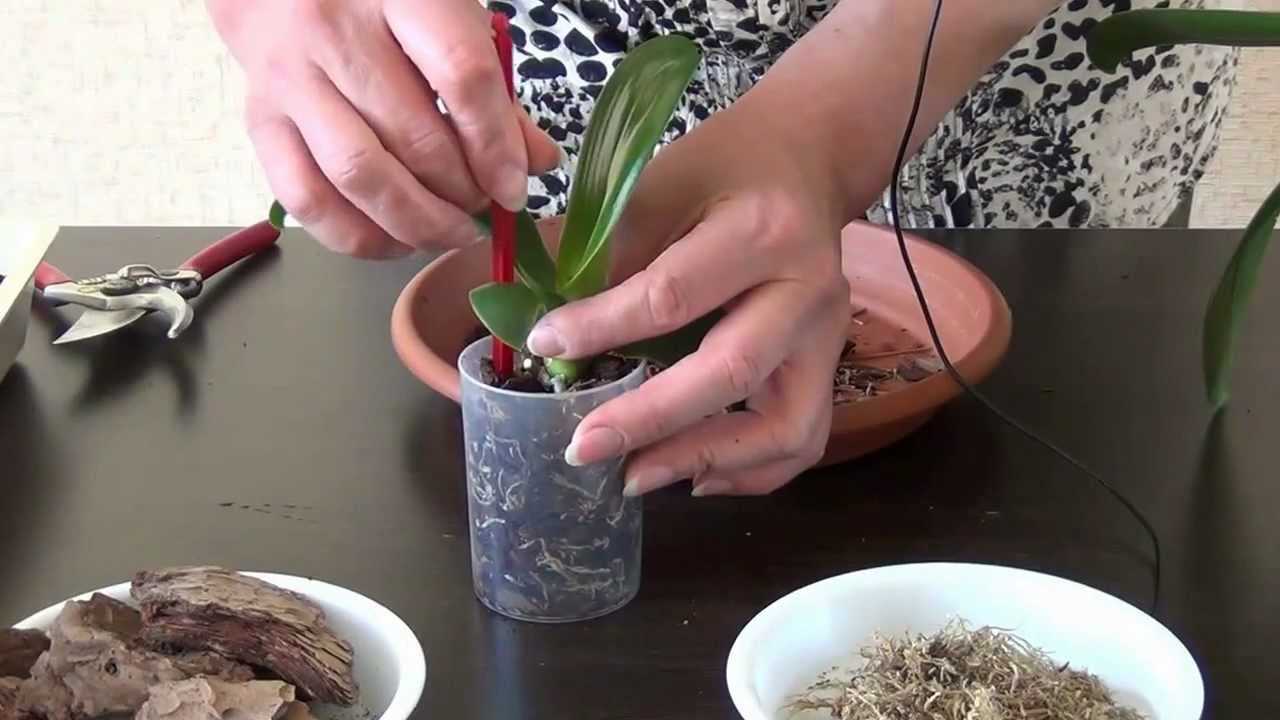 Уход за орхидеями зимой в домашних условиях: советы, как ухаживать за растением на подоконнике в этот период, как его перевезти при необходимости