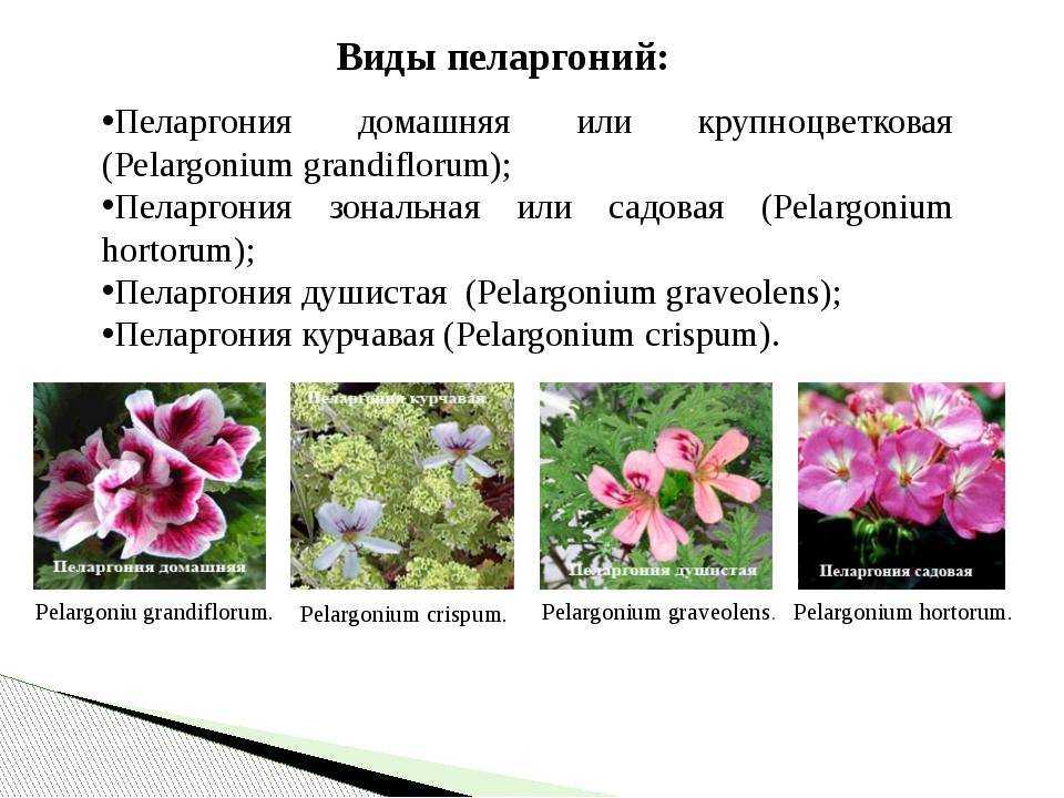 Классификация пеларгоний и пеларгонии из семян