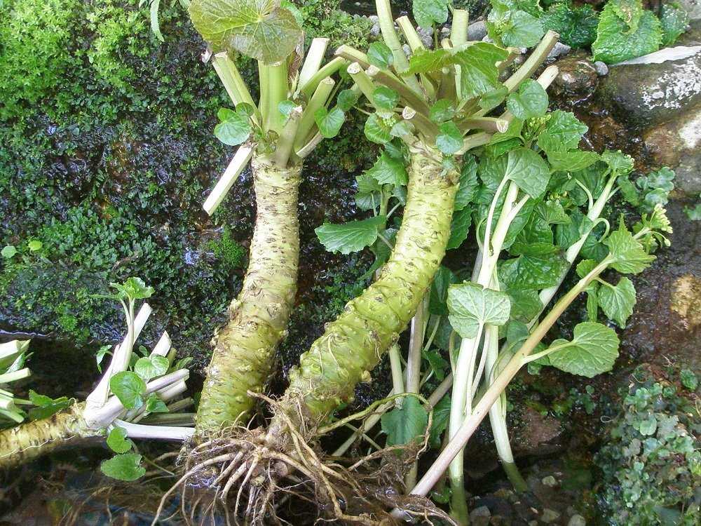 Растение васаби - описание, фото, полезные свойства и противопоказания