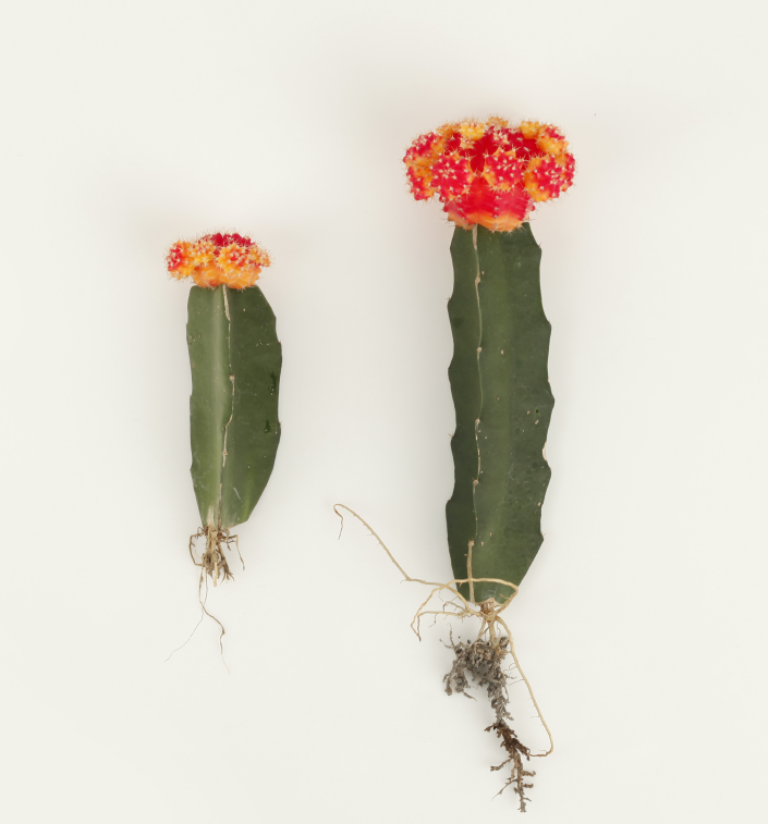 Гимнокалициум японский: описание кактуса, уход в домашних условиях, размножение, болезни и вредители, похожие цветы selo.guru — интернет портал о сельском хозяйстве