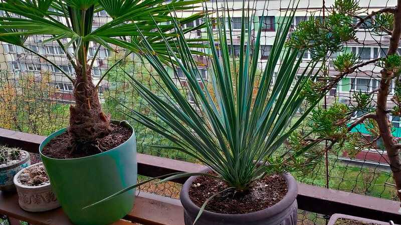 Юкка: уход в домашних условиях, размножение и пересадка пальмы