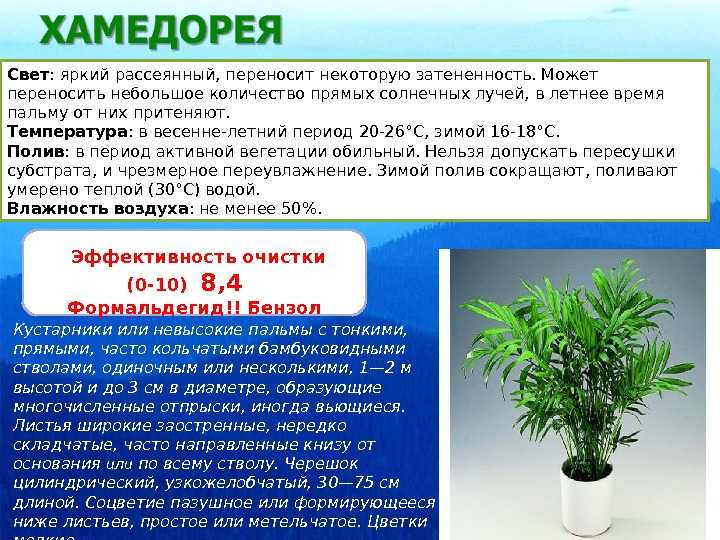 Растение хамедорея: что за цветок, как выращивать, приметы, уход в домашних условиях