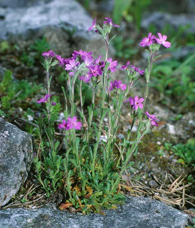 Эринус альпийский - erinus alpinus - описание таксона - плантариум