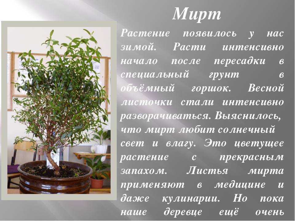 Мирт (myrtus) – уход, фото, виды