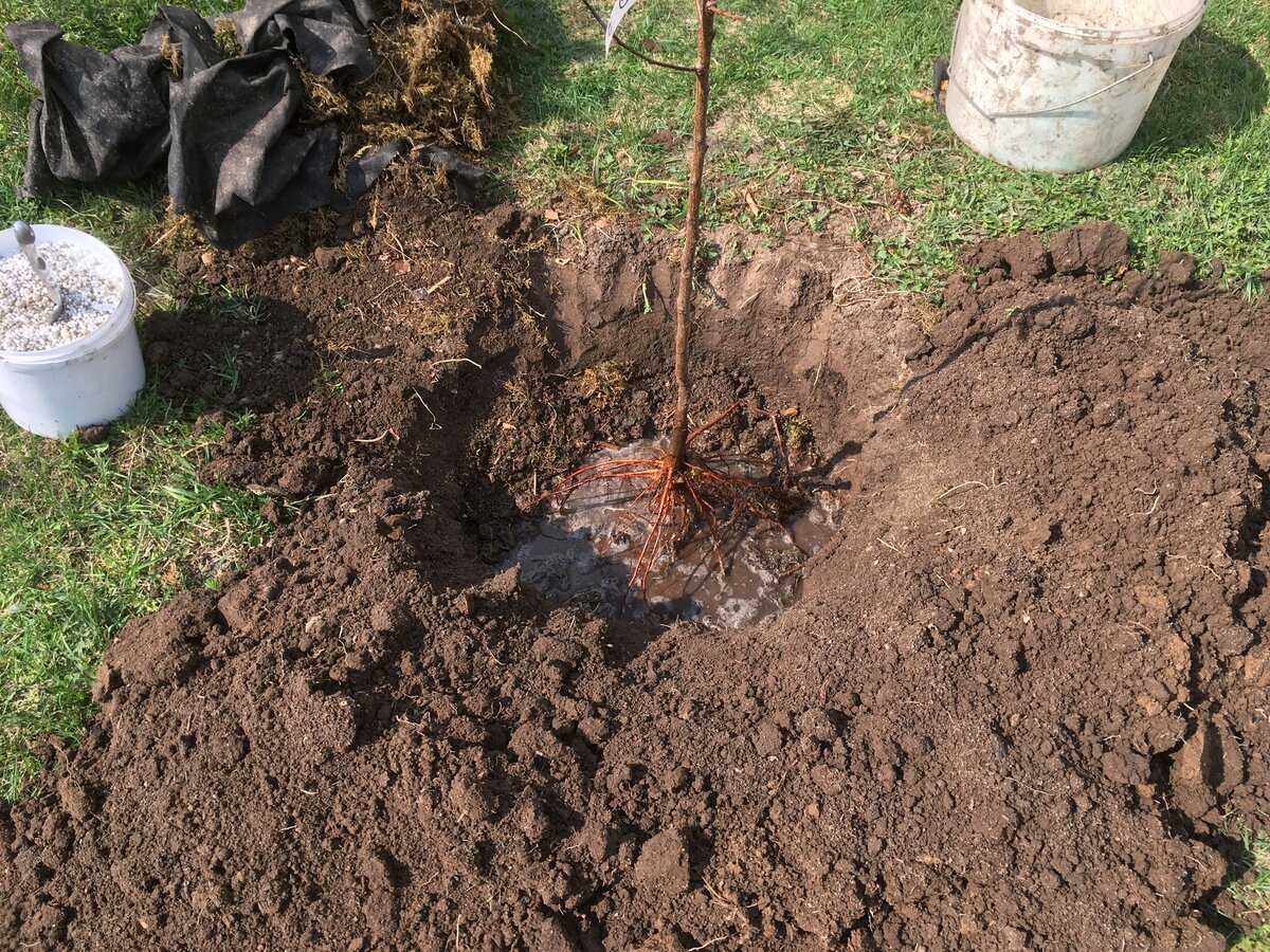 Как посадить яблоню если почва глинистая