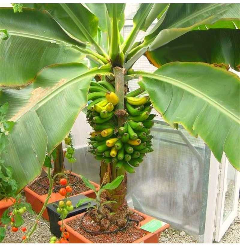 Банан: выращивание в домашних условиях