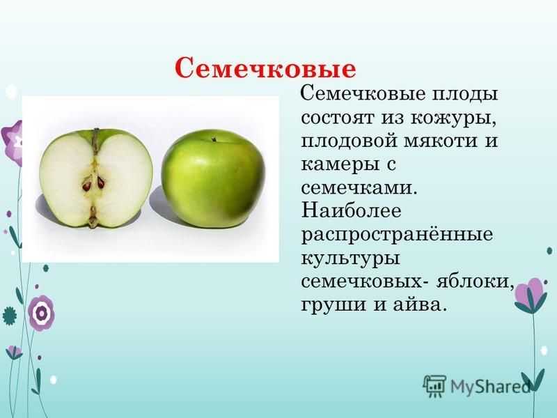 Итоговая контрольная работа по биологии 6 класс, УМК Пасечника