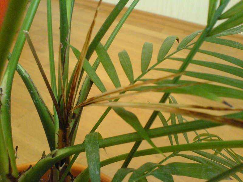 ✅ у пальмы сохнут листья причина и лечение - питомник46.рф