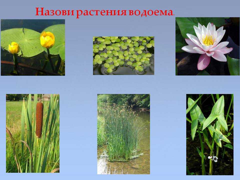 Рисунки растений водоемов