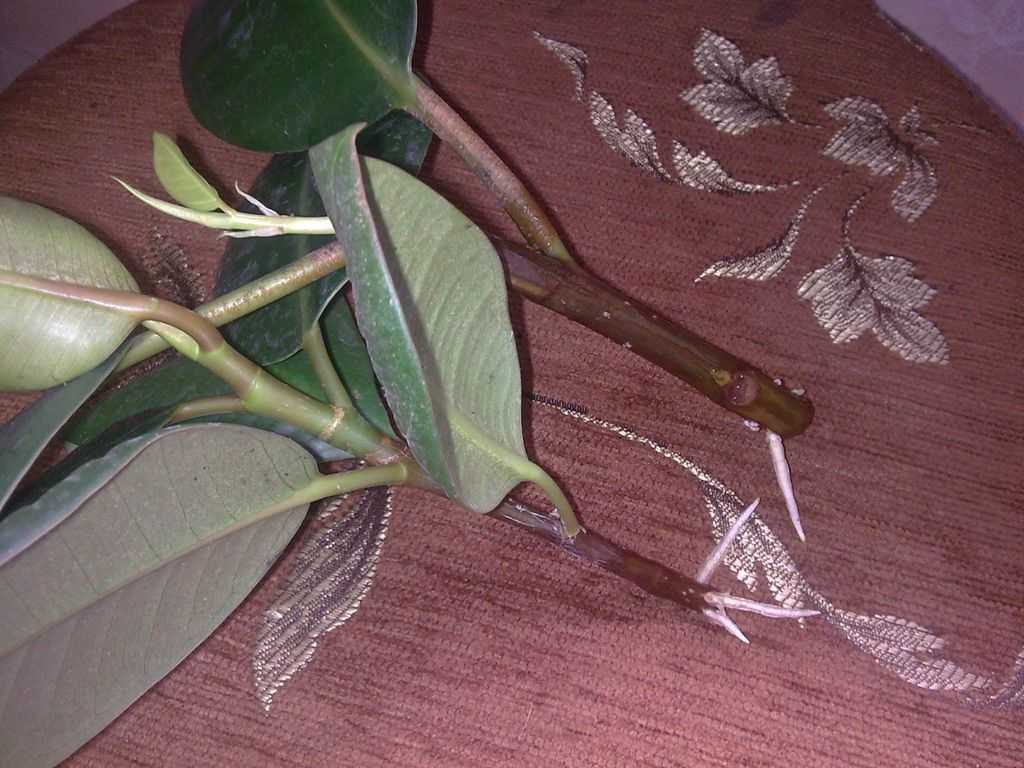 Фикус: уход в домашних условиях (фото), почему опадают листья