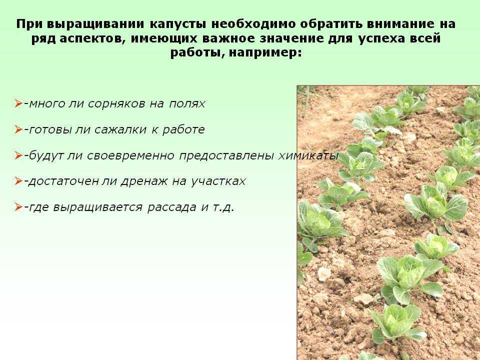 Выращивание маточных растений капусты для получения своих семян