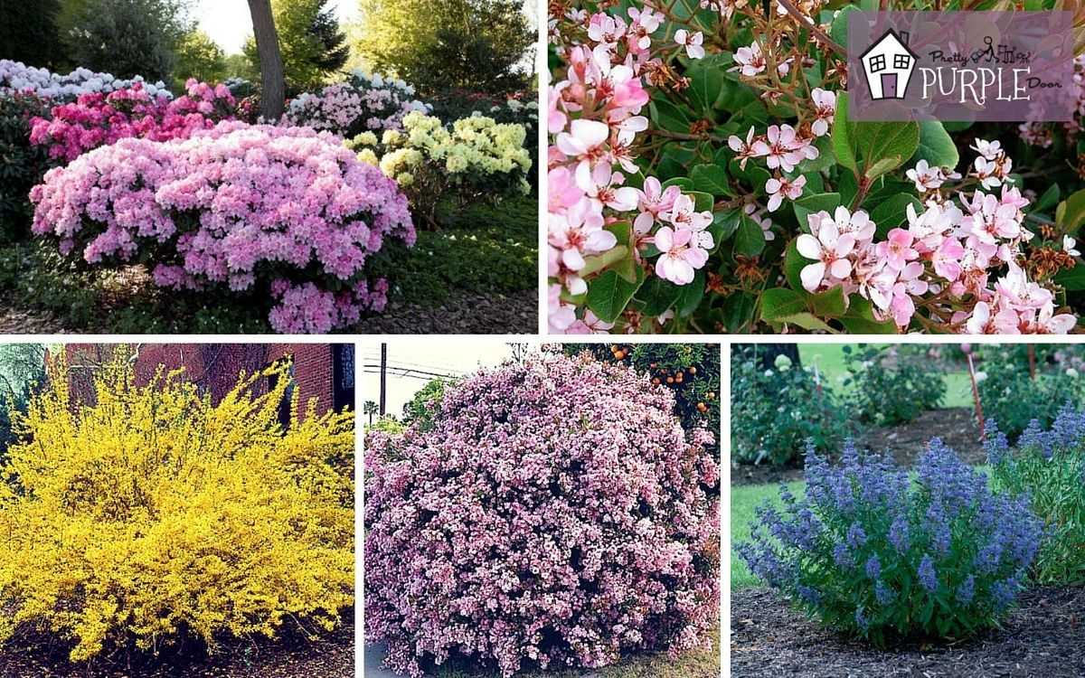 Пестролистные многолетники для сада - всё о цветах
