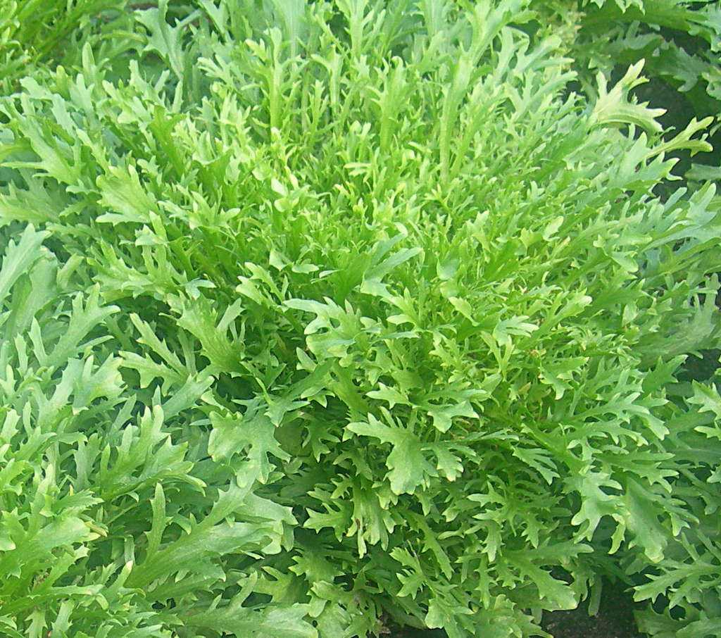 Все о выращивании салата эндивий: как вырастить салат из семян, уход, полив