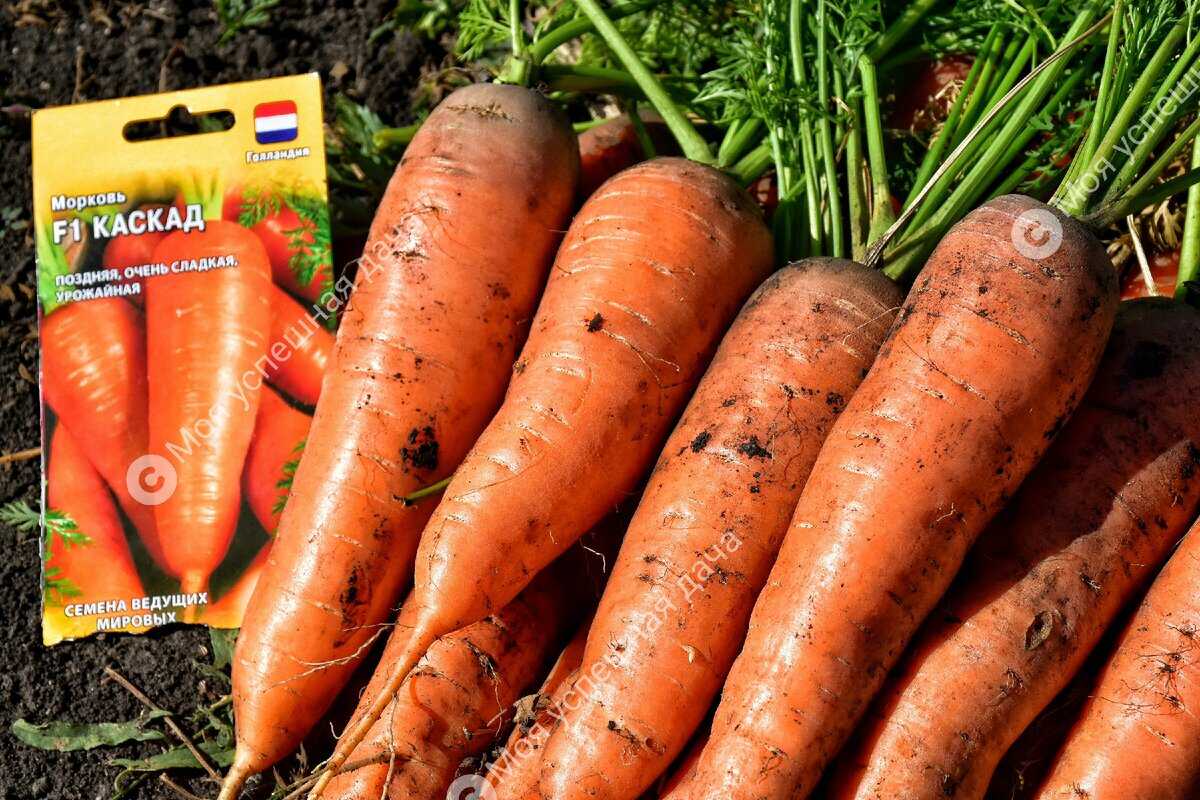 Как вырастить морковь в открытом грунте ровной, а не корявой