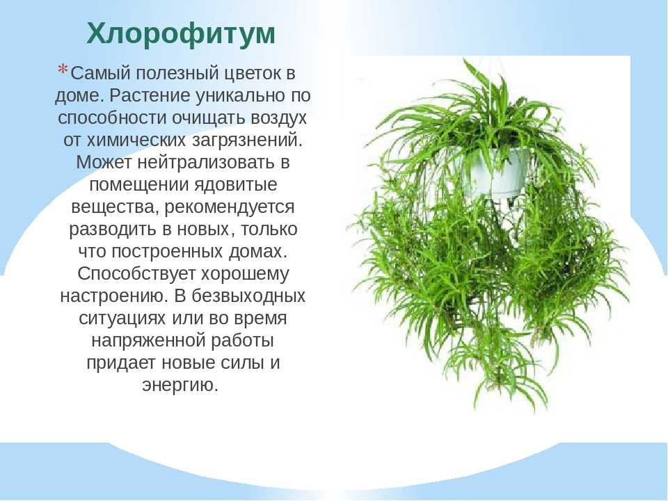 Хлорофитум: описание и особенности выращивания