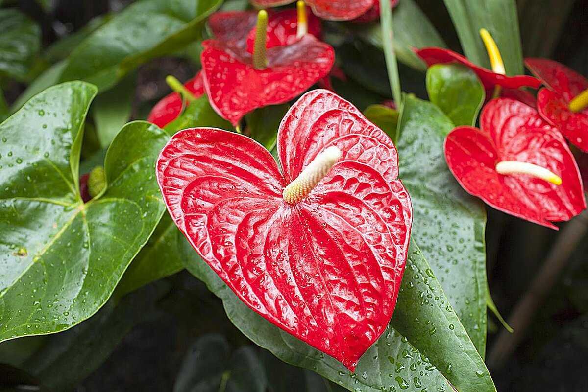 Тропический антуриум андре красного или иного цвета: характеристика и уход за растением