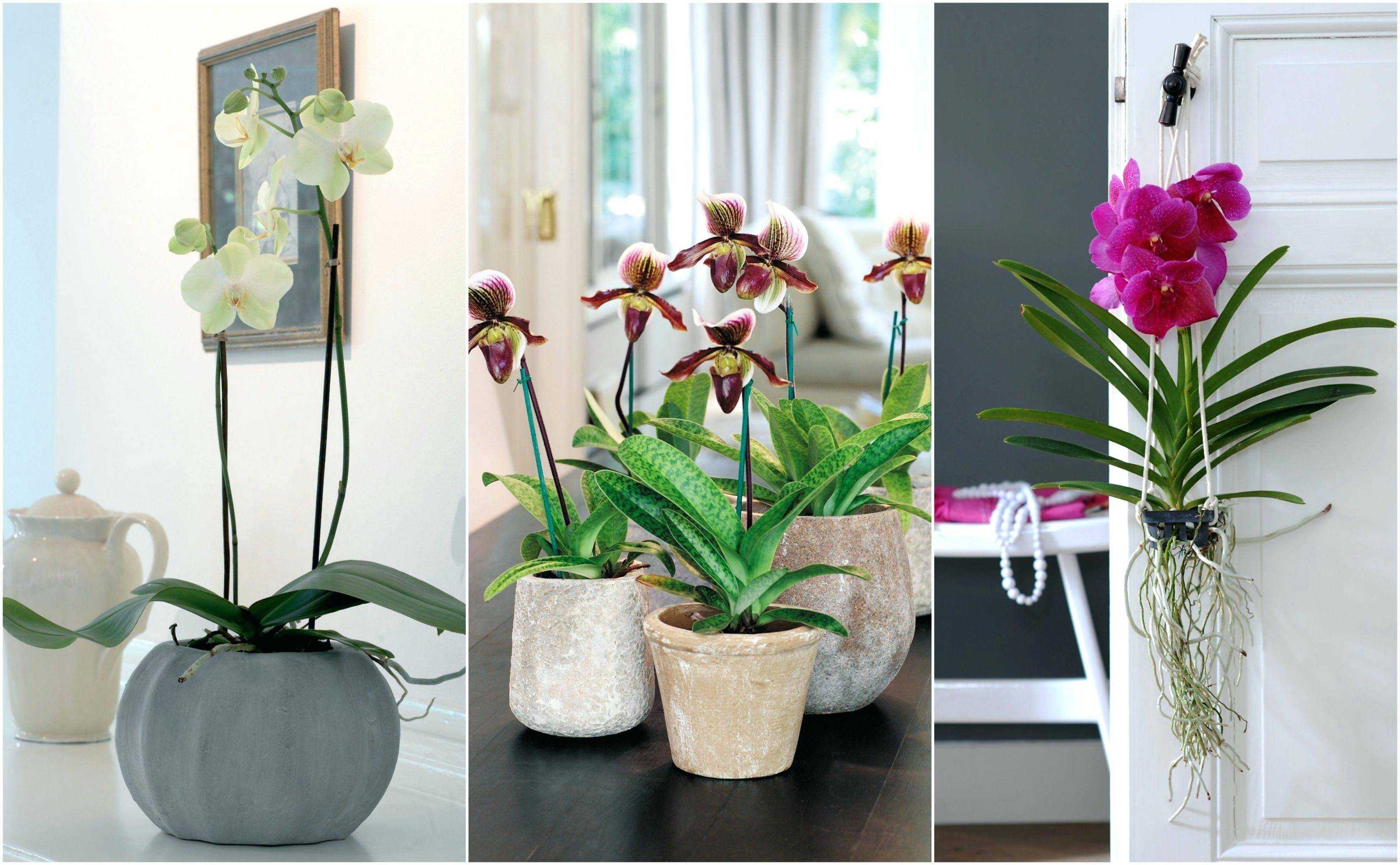 Болезни орхидей и их лечение, фото, описание в домашних условиях: пятна на цветах в горшке, сажистый грибок, плесень, появились черные точки, коричневая гниль корней