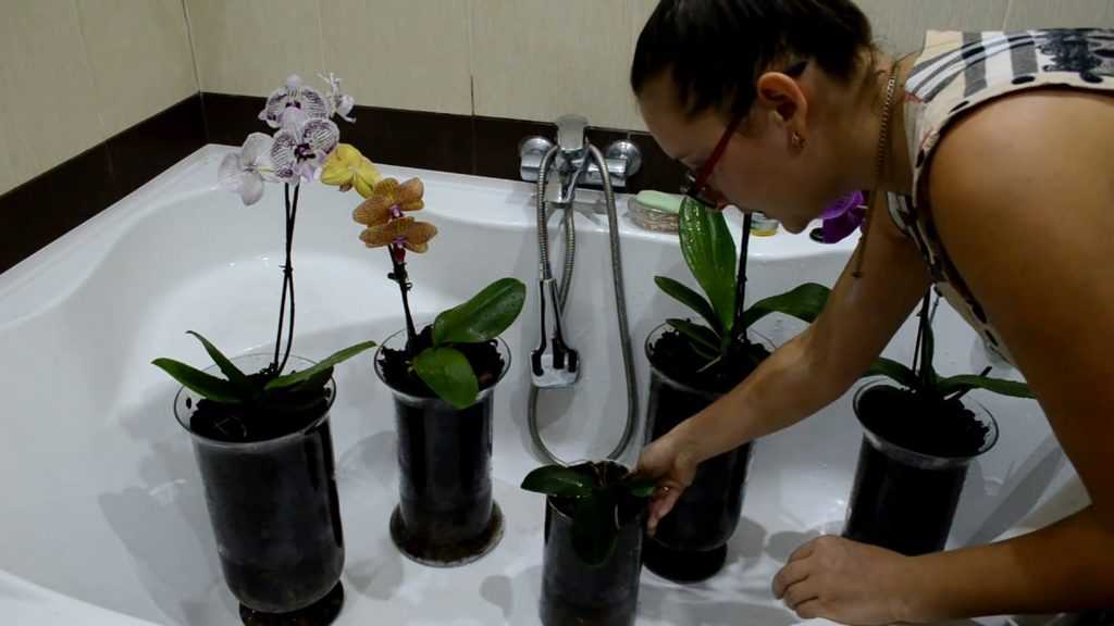 Полив орхидеи после пересадки