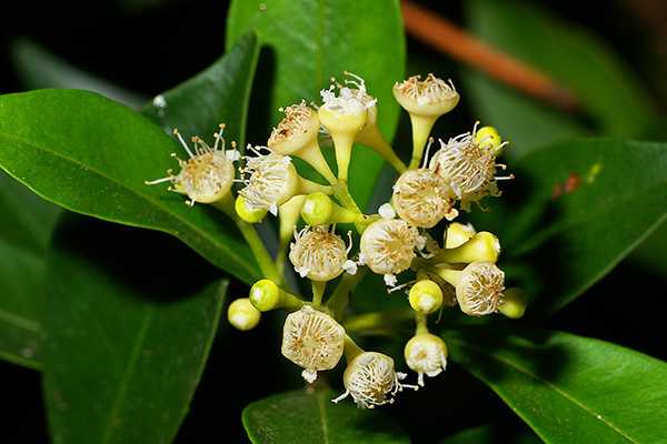 Syzygium smithii - syzygium smithii