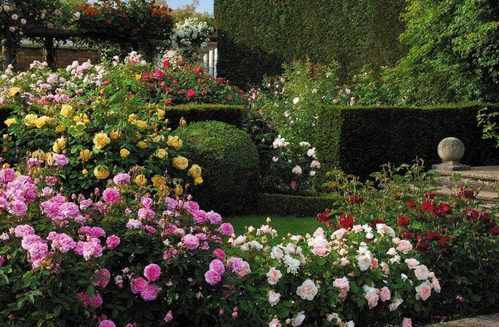 Роскошное оформление сада: сорта роз и их применение в ландшафтном дизайне