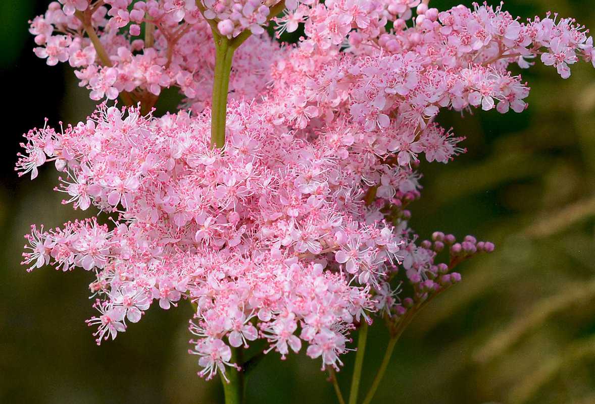 Лабазник (таволга) розовый: описание, характеристики, выращивание и уход