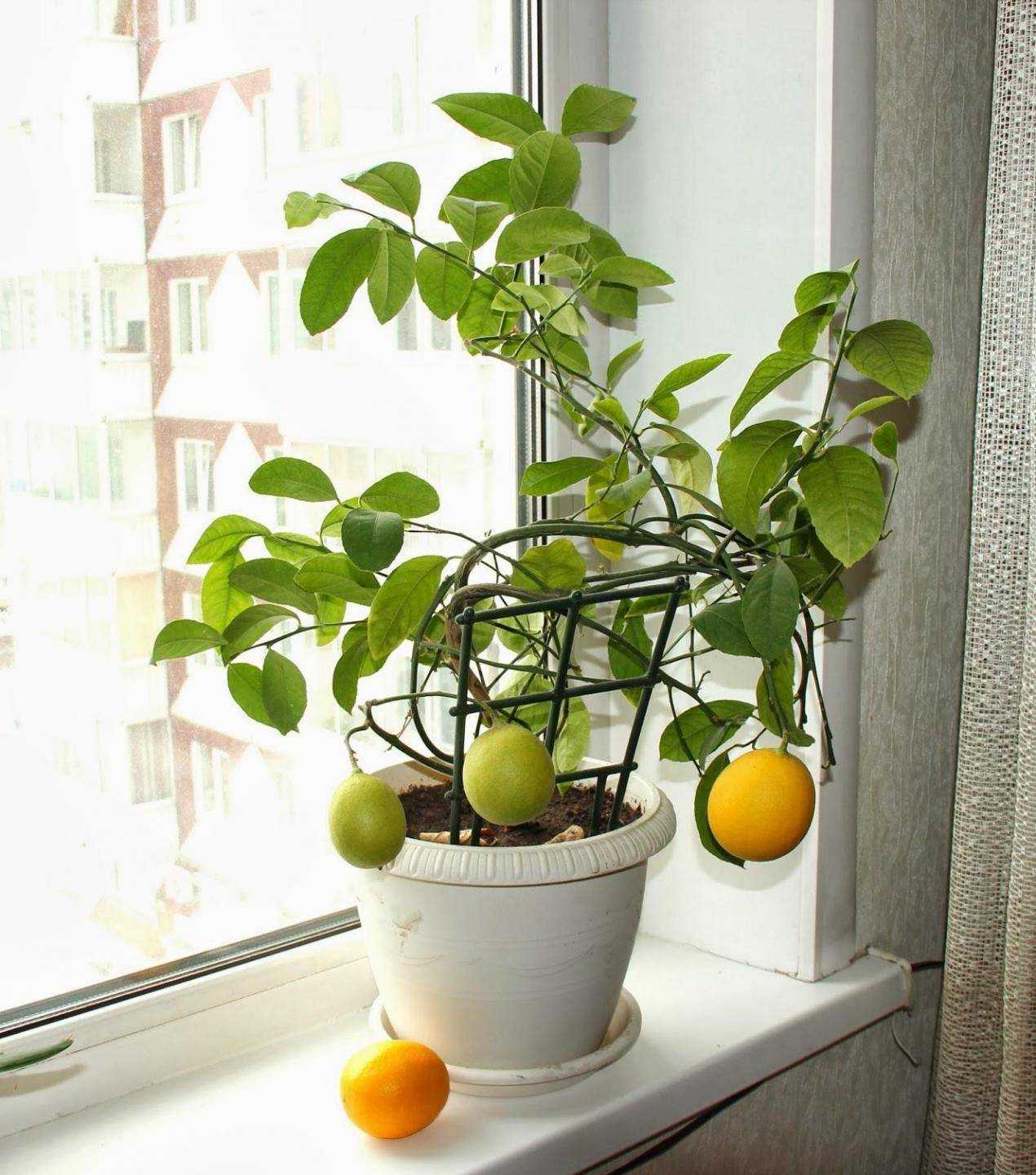 Лимон в комнатных условиях: выращивание и уход