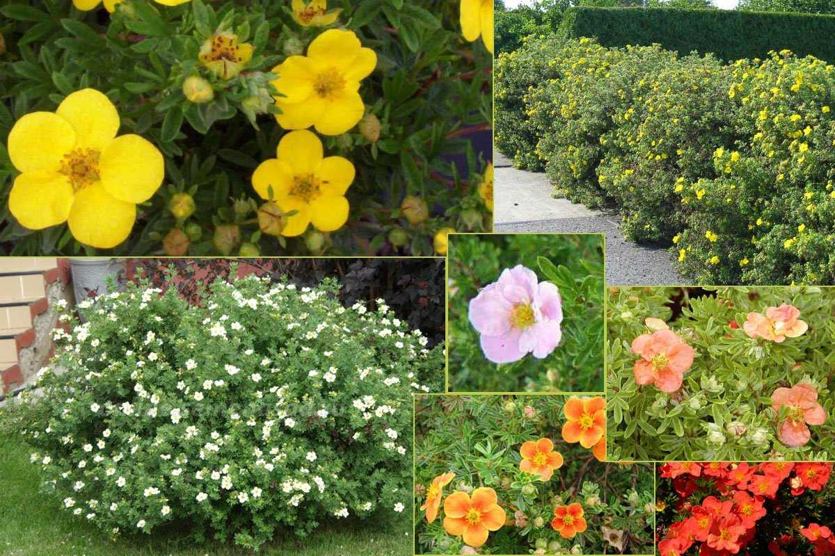 Декоративные кустарники для дачи: 26 цветущих против 12 лиственных