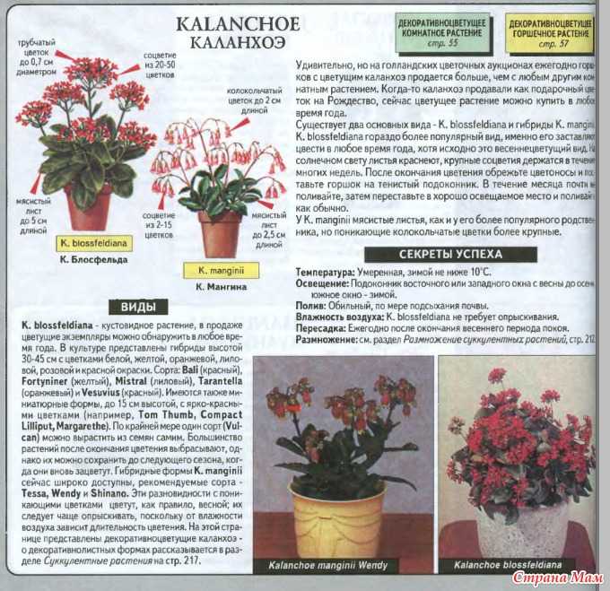 Каланхоэ – виды, выращивание и уход