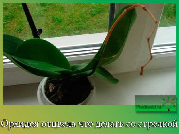 Реанимация орхидеи: наращиваем корни и листья