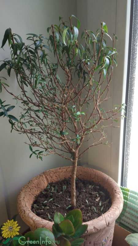 Мирт (миртовое дерево): уход в домашних условиях, пересадка и размножение