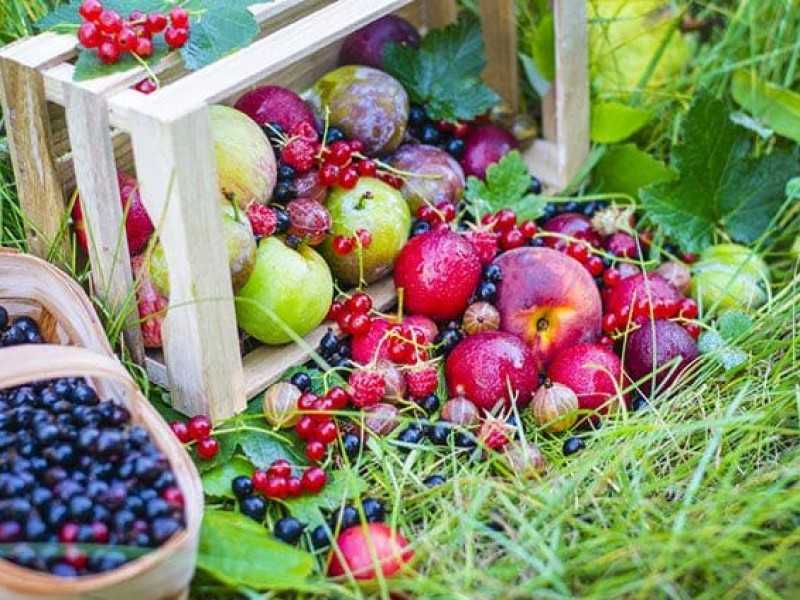 Ягодно-плодовые и декоративные кустарники многолетники для сада и огорода