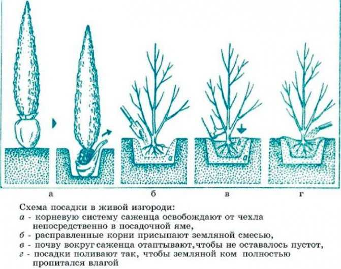 Дерево туя: как посадить, уход в открытом грунте, виды и сорта, описание