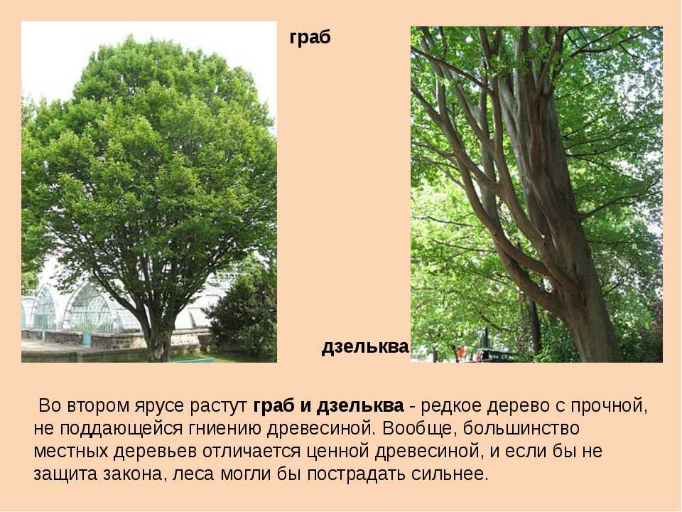 Дерево граб: фото и описание, характеристики и интересные факты |