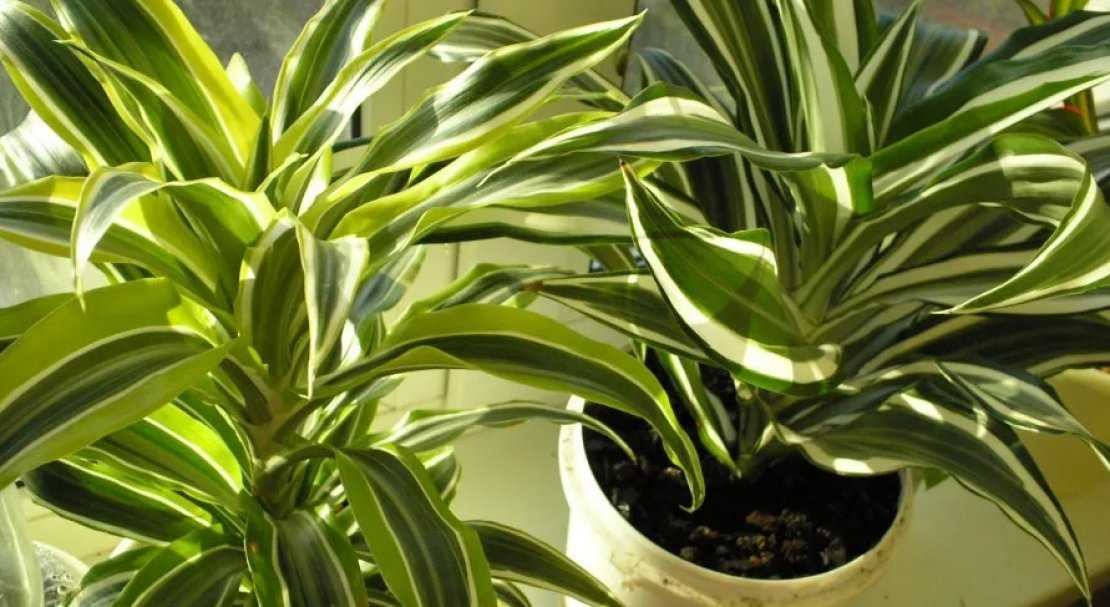 Засыхают кончики листьев драцены деремской: выясняем причину и лечим растение