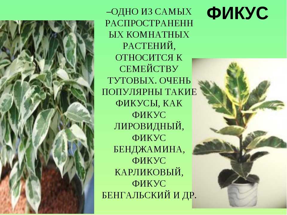 Разновидности фикусов: популярные и редкие сорта для выращивания в комнатных условиях