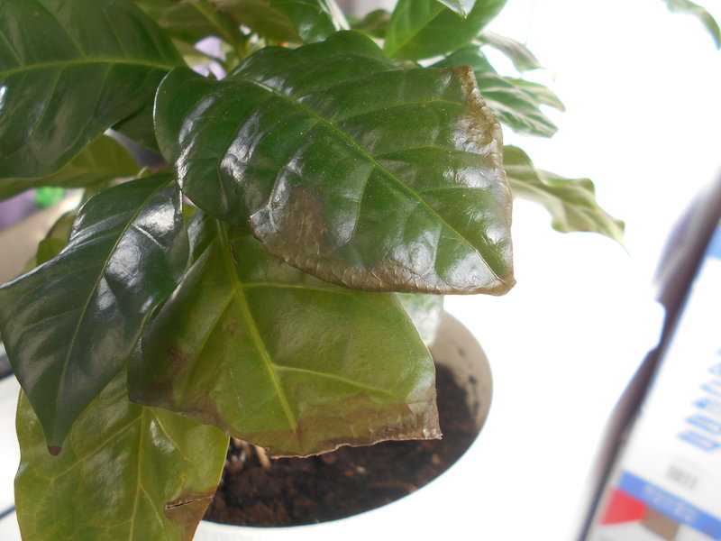 Комнатное растение “кофе арабика”: особенности, выращивание и уход