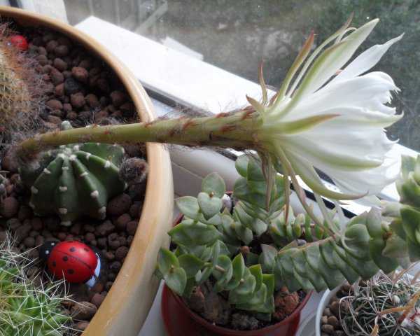 «колючая лилия» — так называют кактус эхинопсис