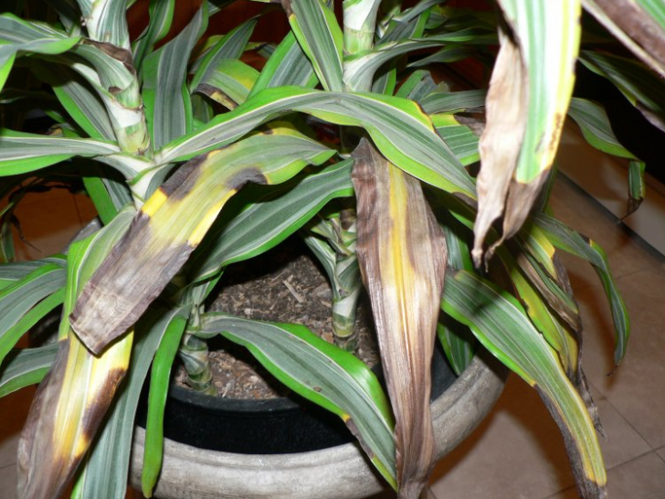 Засыхают кончики листьев драцены деремской: выясняем причину и лечим растение