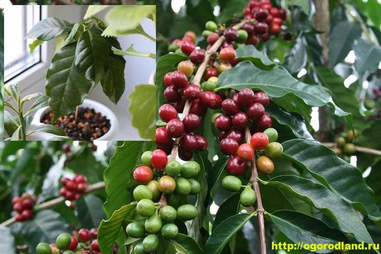 Уход за кофейным деревом в домашних условиях. кофейное дерево- все о выращивании кофе в домашних условиях