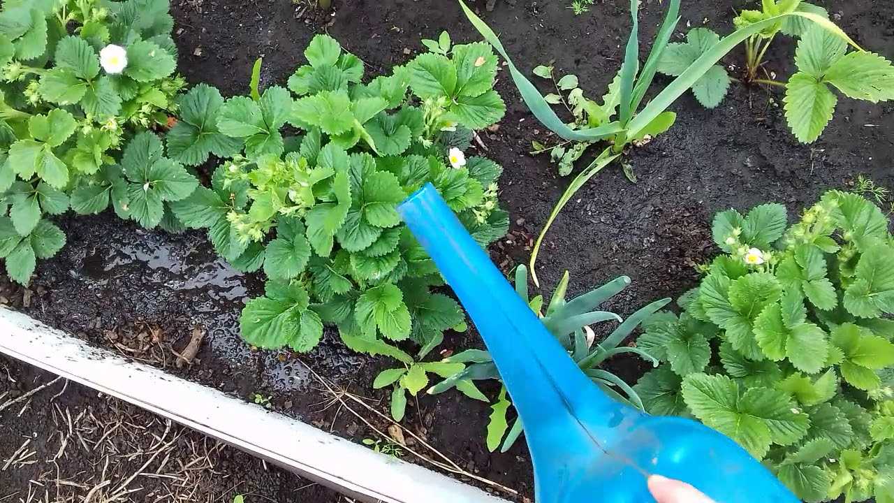 Подкормка клубники во время цветения и плодоношения, завязывание ягод: удобрения, фото