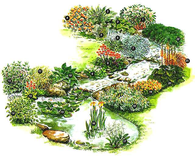 Ситняг (болотница, eleocharis) - сад ботаника