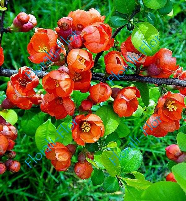 Айва японская - полезные свойства плодов, выращивание и посадка, уход и размножение растения с фото