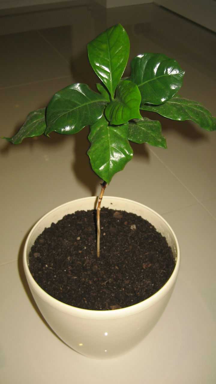 Какой грунт нужен для кофейного дерева арабика. условия содержания и уход