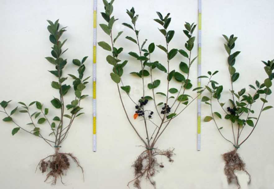 Сорбарония (гибрид аронии и рябины) - выращивание. посадка, размножение, уход, морозостойкость. агротехнические технологии