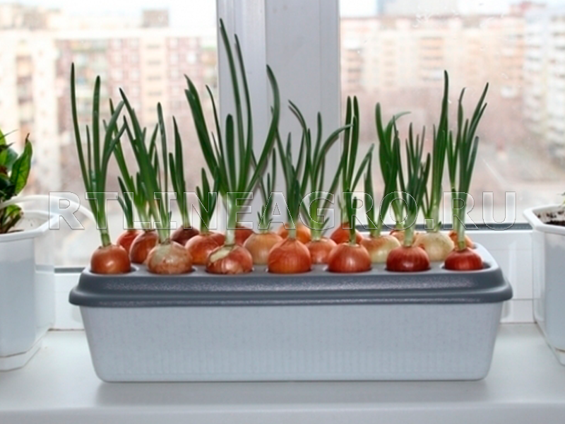 Кресс-салат: выращивание на подоконнике, посадка и уход в открытом грунте