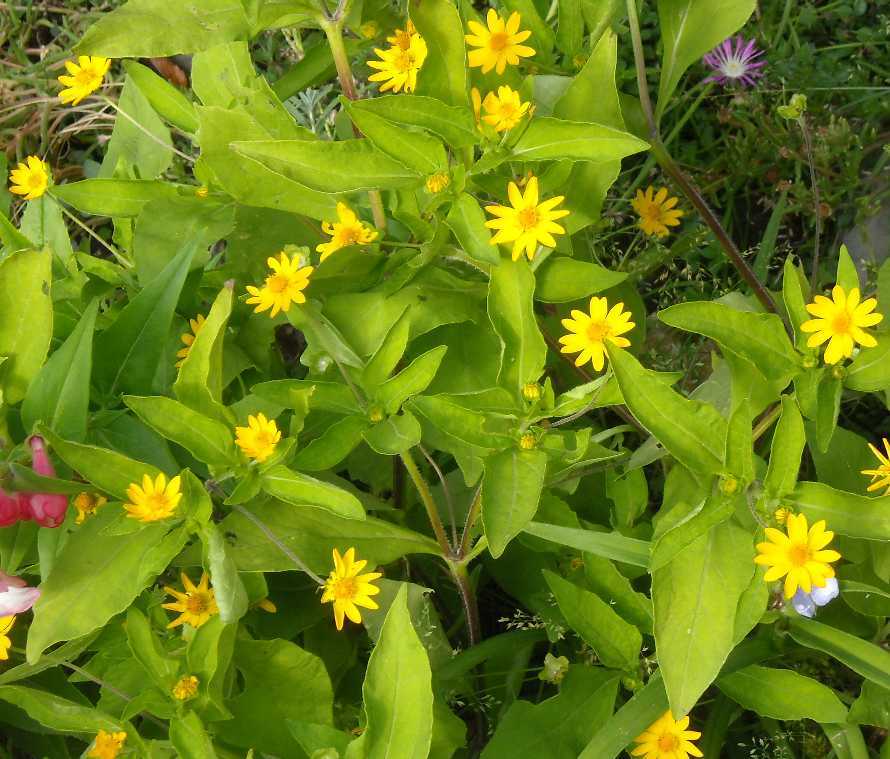 Цветок американских прерий космидиум и его выращивание из семян