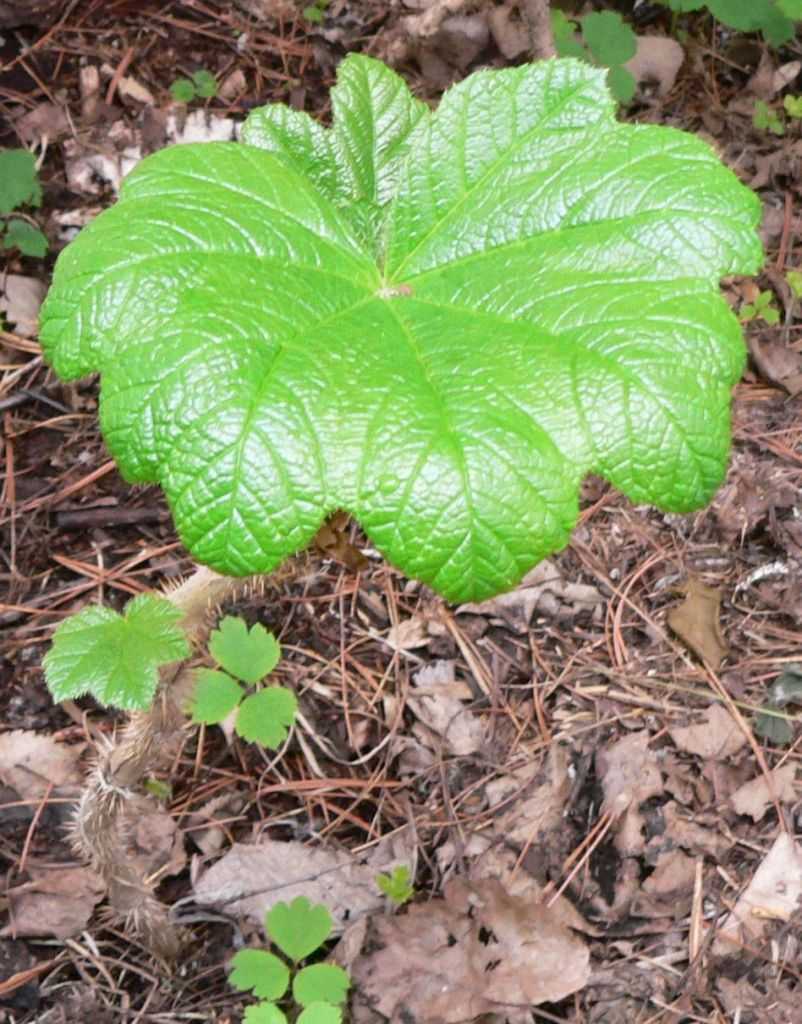 Растение заманиха – выращивание: размножение, полив, виды, лечебные свойства