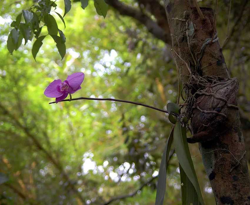 Как заставить орхидею выпустить цветонос и что делать, если она его не дает: применение мази для роста и цветения в домашних условиях